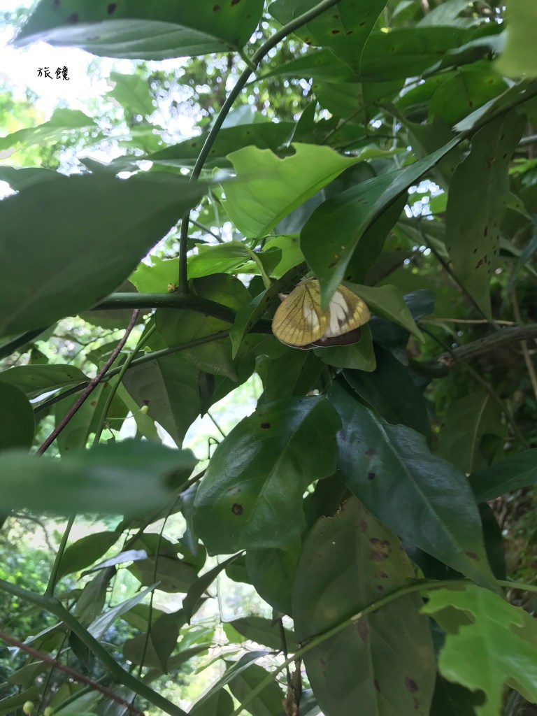 南投埔里 觀音瀑布步道