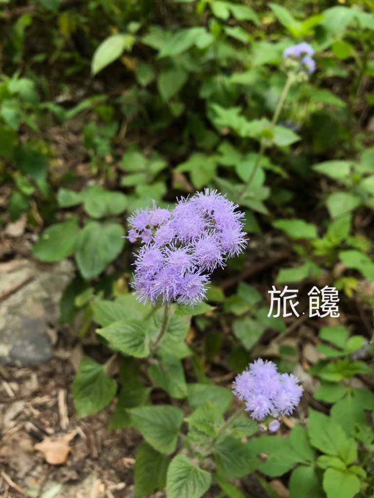 南投埔里 觀音瀑布步道